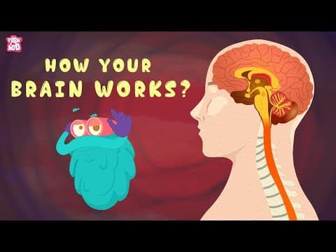 How your brain works 